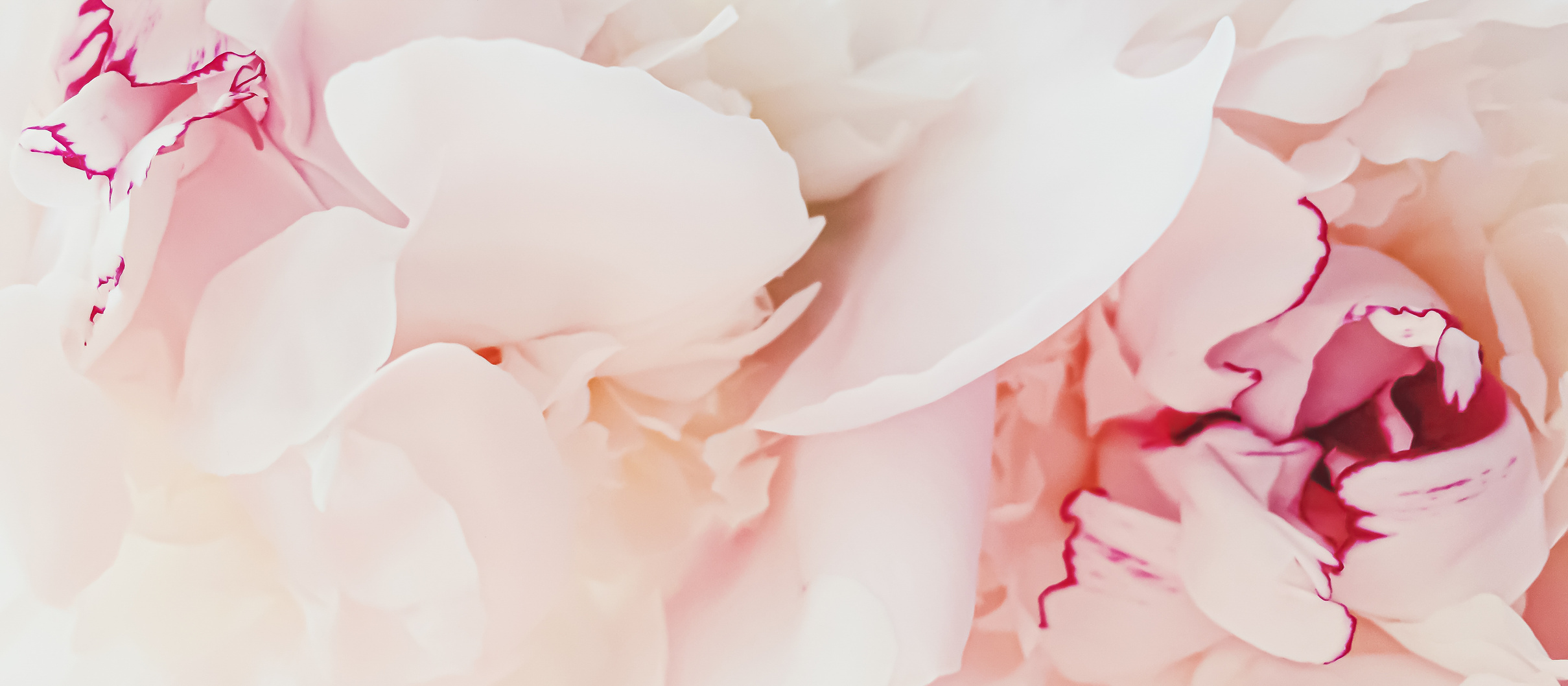 Pink Peony Flower as Abstract Floral Background